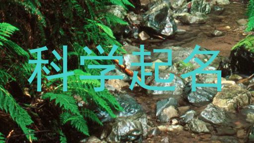 科学起名