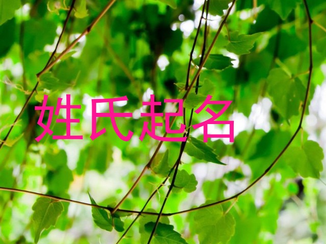姓氏起名