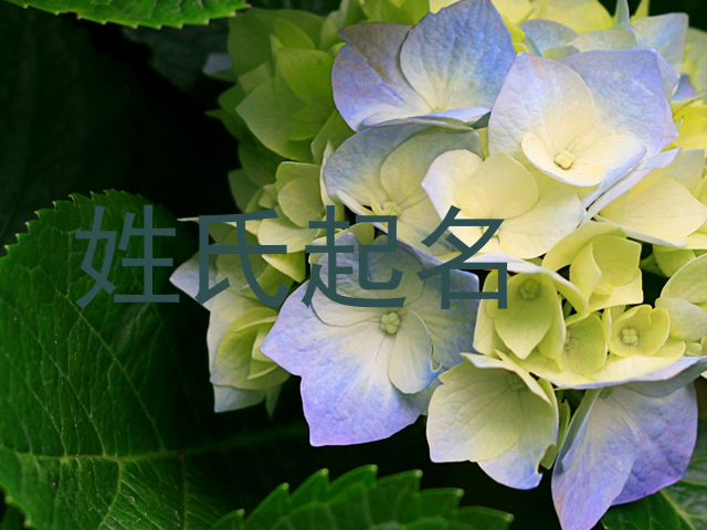 姓氏起名