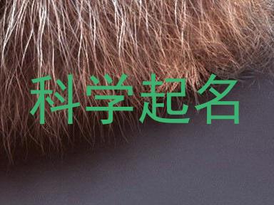 科学起名