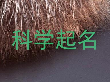 科学起名
