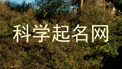 科学起名网