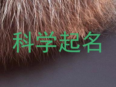科学起名