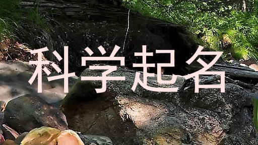 科学起名