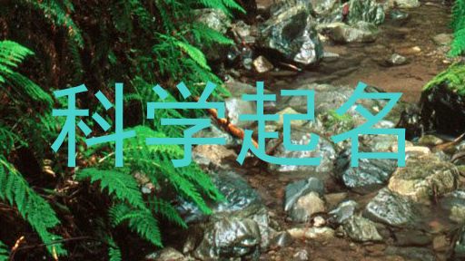 科学起名