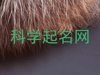 科学起名网