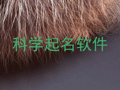 科学起名软件