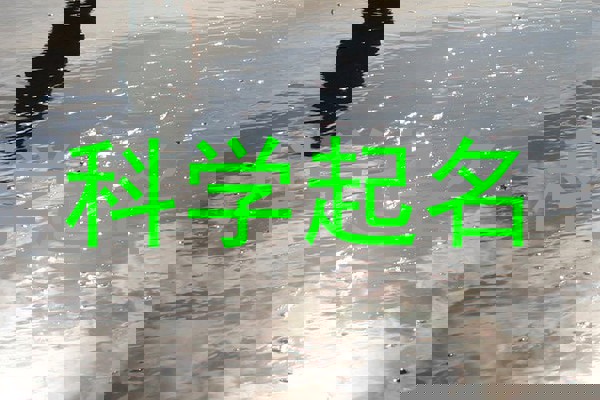 科学起名