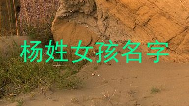 杨姓女孩名字