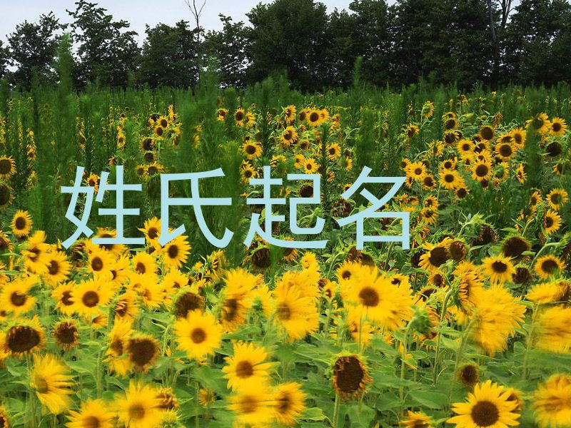 姓氏起名