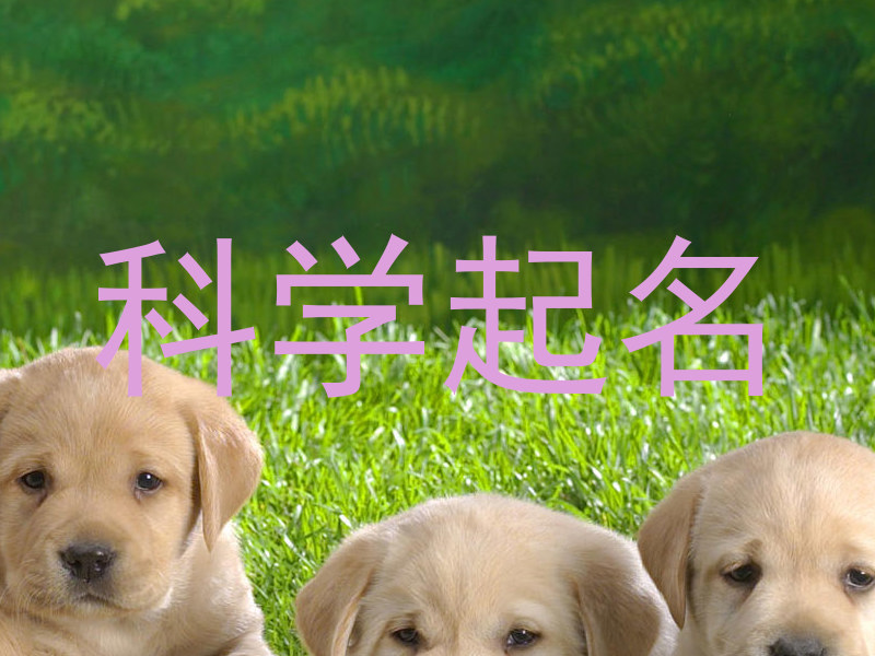 科学起名