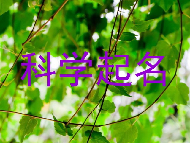 科学起名