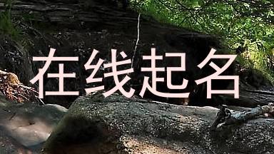 在线起名