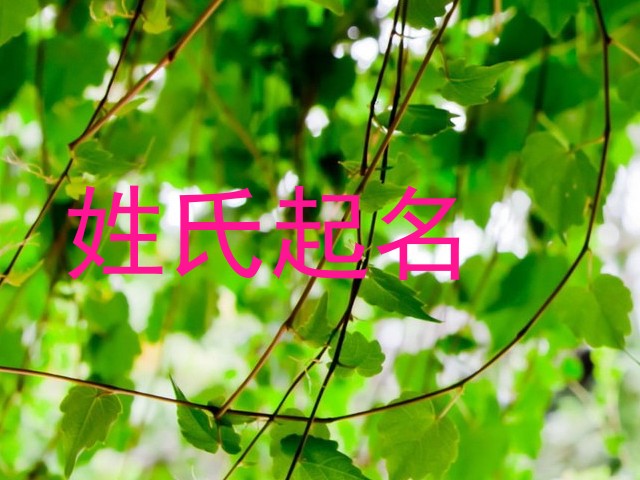姓氏起名