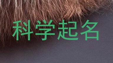 科学起名