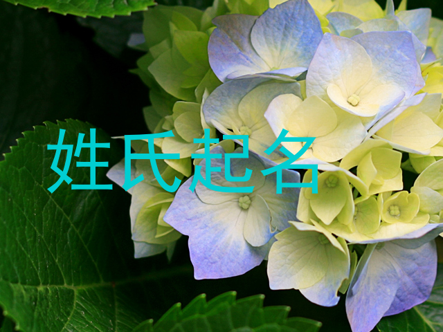 姓氏起名