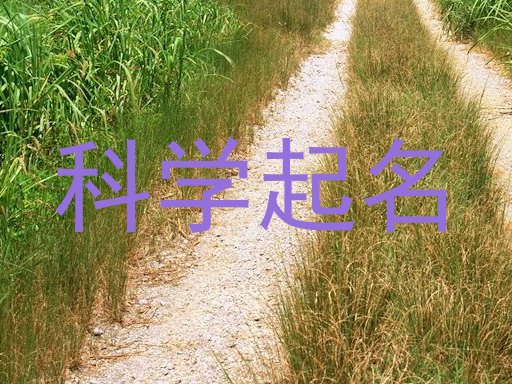 科学起名