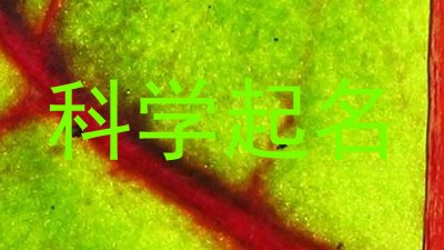 科学起名