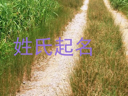 姓氏起名