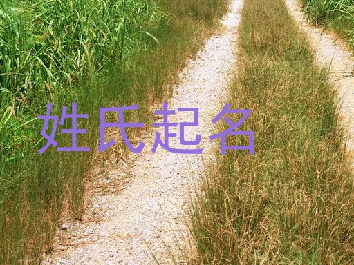 姓氏起名