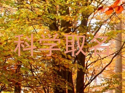 科学取名