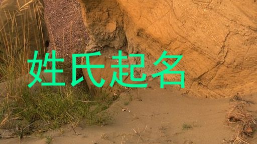 姓氏起名