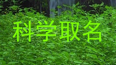 科学取名
