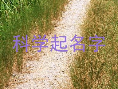 科学起名字