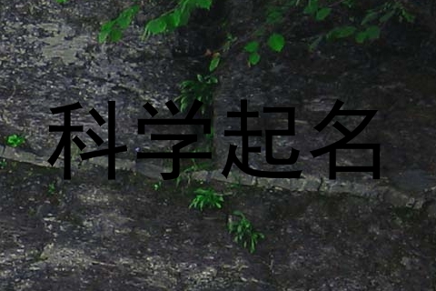 科学起名