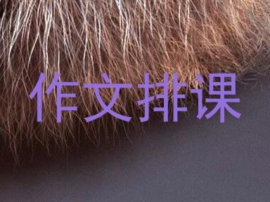 作文排课