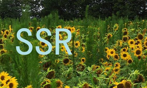 SSR
