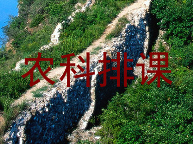 农科排课