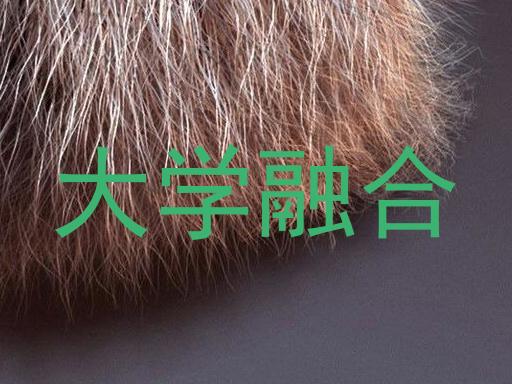大学融合