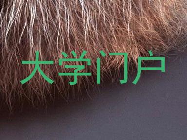 大学门户