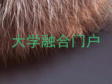 大学融合门户