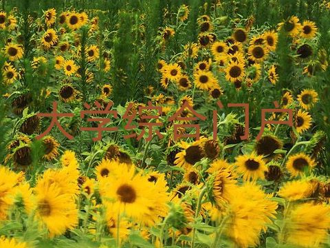 大学综合门户