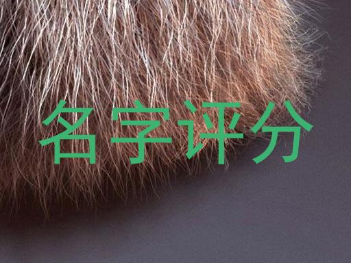 名字评分