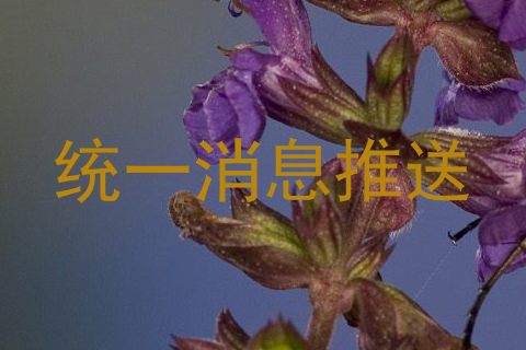 统一消息推送