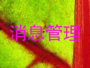 消息管理