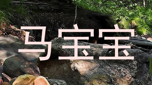 马宝宝