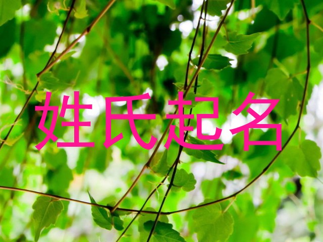 杨姓男孩名字大全