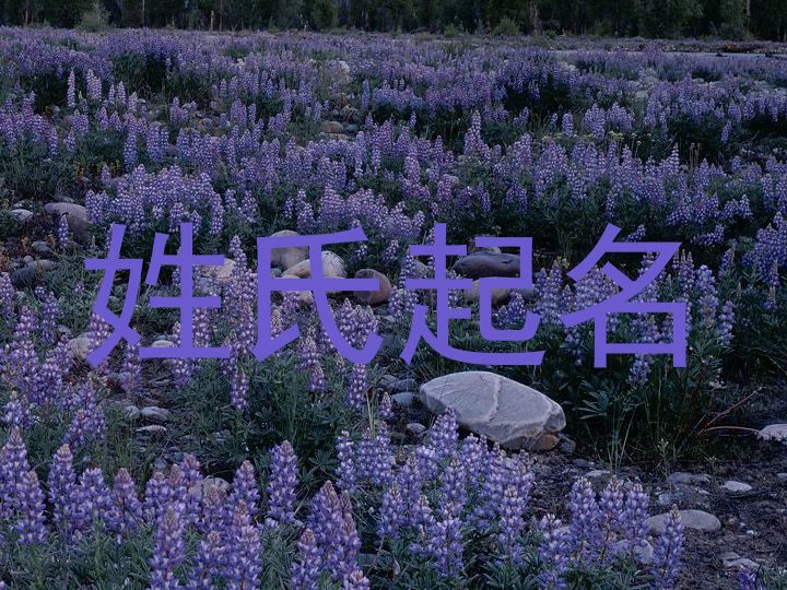姓氏起名