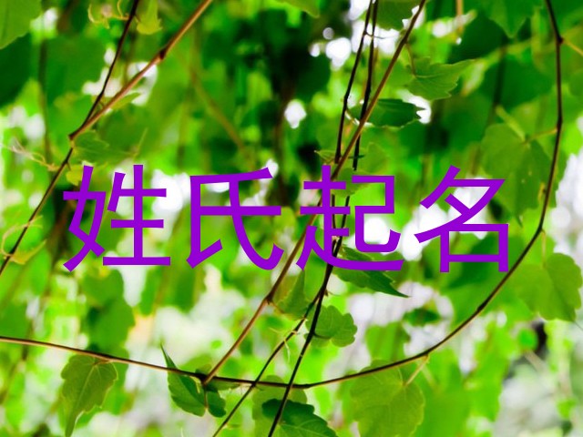 姓氏起名