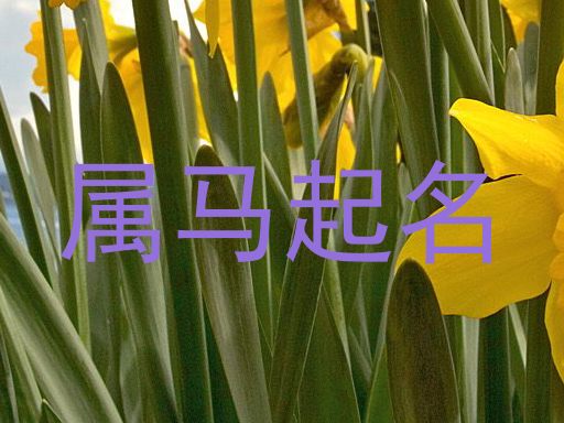 属马起名