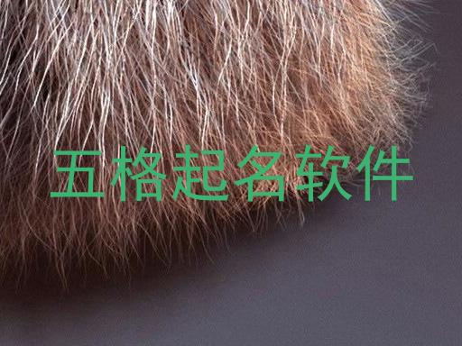 五格起名软件