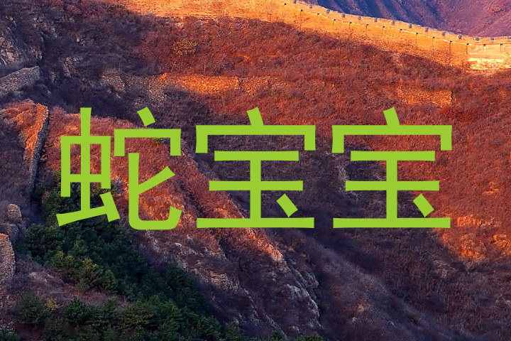蛇宝宝