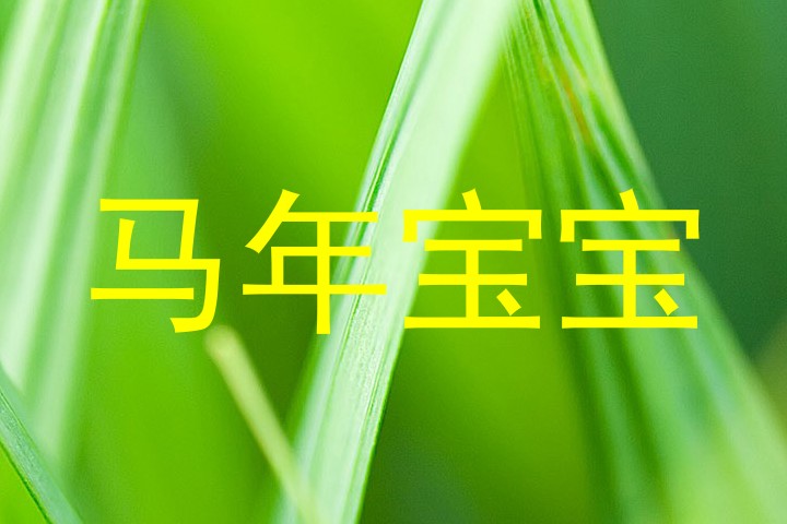 马年宝宝