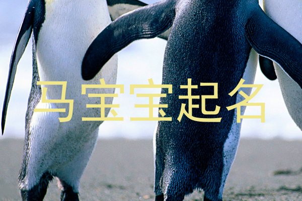 马宝宝起名