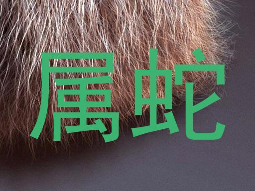 属蛇