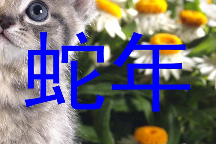 蛇年